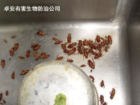 滅蟑螂需關(guān)注蟑螂在室內(nèi)的三大“駐地”－深圳卓安有害生物防治公司